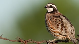 Calling Bob White Quail Whistling back [upl. by Karly]