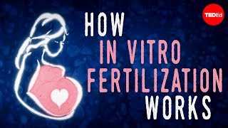 How in vitro fertilization IVF works  Nassim Assefi and Brian A Levine [upl. by Suirtemed938]