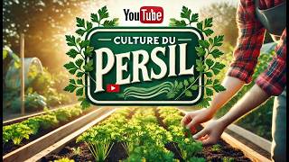 🌿 Culture du Persil  Du Semis à la Récolte Guide Complet🌞 [upl. by Adila]