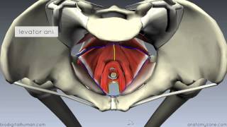 Pelvic Floor Part 1  The Pelvic Diaphragm  3D Anatomy Tutorial [upl. by Deborah654]