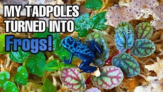 UNBELIEVABLE FROM TADPOLES TO FROGS Dendrobates tinctorius [upl. by Anaujahs]