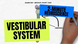 DixHallpike Test for BPPV [upl. by Eimyaj]