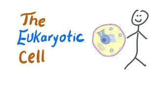 The Eukaryotic Cells  Biology MCAT [upl. by Lrigybab]