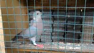 Pigeon X Ringneck dove Hybrid Courting sound and Excitement Sound [upl. by Eiffe700]