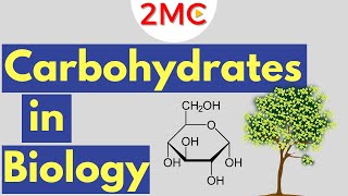 Carbohydrates  Biological Molecules Simplified 1 [upl. by Nemracledairam165]