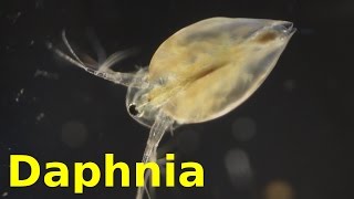 Daphnia [upl. by Mahoney673]