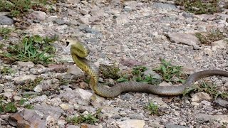 Chased by an Eastern Brown SnakeThe Real Truth [upl. by Trik]