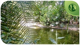 6 HORAS de Sons da Natureza Sons de Água Pássaros Cantando Sons da Floresta ૐ Relaxar e Dormir [upl. by Church]