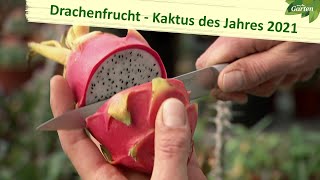 Kaktus des Jahres Drachenfrucht  MDR Garten  MDR [upl. by Rillis780]