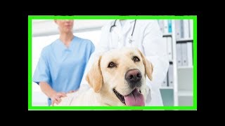 Analdrüsenentzündung beim Hund Ursachen und Diagnose [upl. by Enyawed]