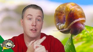 How Do I Get Rid of Snails in my Fish Tank [upl. by Haland]