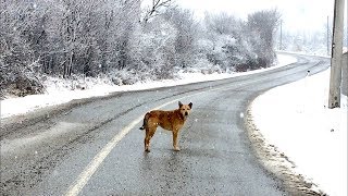 Snowy  a homeless dog wandering the street [upl. by Cyrille80]