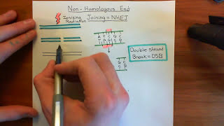 NonHomologous End Joining Part 1 [upl. by Etteuqal988]