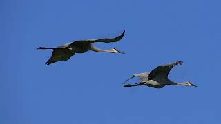 Sandhill Cranes in flight with call [upl. by Alyk]