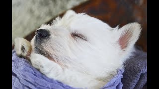 THISTLEBERRY WESTIES PUPPIES PLAYTIME AT 4 AND A HALF WEEKS OLD [upl. by Demodena]