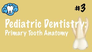 Pediatric Dentistry  Primary Tooth Anatomy  INBDE ADAT [upl. by Eltsyrc]