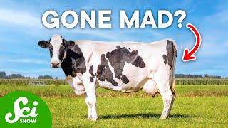 What Actually Caused Mad Cow Disease [upl. by Victory377]