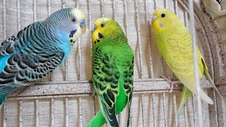 30 Min Hot Male Budgies Parakeets Singing Chirping [upl. by Keyes]