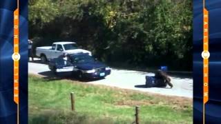 Escaped Chimp Attacks Police Car [upl. by Callan]