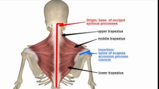 Two Minutes of Anatomy Trapezius [upl. by Delora]