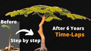 An Essential Beginners Guide to Making a Royal Poinciana Bonsai [upl. by Wang291]