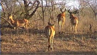 African Wildlife HD Part 1  South Africa Kruger Park 24  Travel Channel [upl. by Jedidiah795]