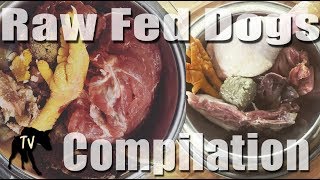 ASMR 2 hours of Dog Eating Raw Food Mukbang Compilation [upl. by Trevorr56]