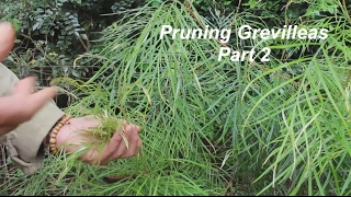 Pruning Grevilleas Part 2 [upl. by Uolymme]