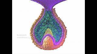 Early Tooth Development [upl. by Toffey]