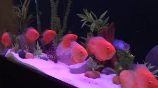 90 gal Aquarium with Red Severums [upl. by Ayotas427]