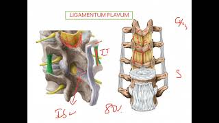 Ligamentum flavum VERTEBRAL COLUMN [upl. by Pier]