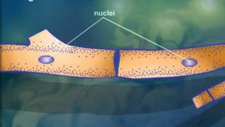 Cell StructureCytoplasmic Streaming [upl. by Eibor748]