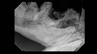 Veterinary Dentistry Case Dentigerous Cyst Excision in a Dog [upl. by Nassi]