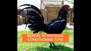 Sabong Pointing MENTAL AND PHYSICAL CONDITIONING TIPS SA MANOK [upl. by Elinor]