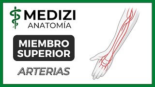 Anatomía de Miembro Superior MMSS  Arterias Braquial radial [upl. by Glenn52]