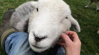 Friendly Herdwick sheep [upl. by Nickerson]