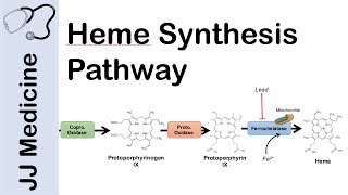 Heme Synthesis Pathway [upl. by Anikas]