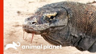 Powerful Komodo Dragons Observed Hunting In The Wild  Raw Nature [upl. by Marcell]