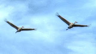 Sandhill Cranes Flying and Calling [upl. by Jeannette]