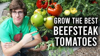 How to Grow Beefsteak Tomatoes [upl. by Adyol491]