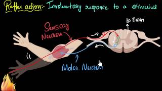 Reflex action amp reflex arc  Control amp Coordination  Biology  Khan Academy [upl. by Jaquiss]