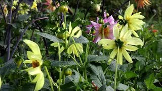 How to Grow Dahlias from Seed [upl. by Shurwood]