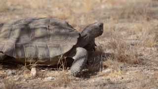 When and How to Move a Tortoise [upl. by Vivle82]