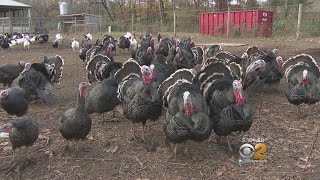 Turkey Farm Prepares For Thanksgiving [upl. by Oralle]