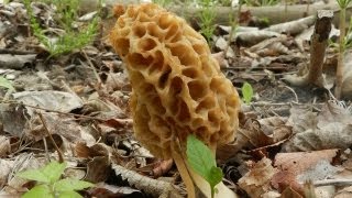 How To Grow Morel Mushrooms [upl. by Votaw]