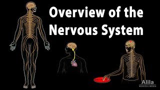 Overview of the Nervous System Animation [upl. by Relyhs281]