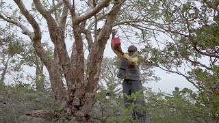 Behind The Bottle  Frankincense [upl. by Nolte]