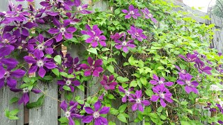 Clematis Vine Varieties 🌺 [upl. by Ilsel]