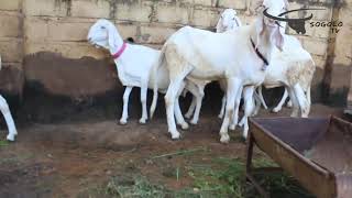 Sogolo 8 BBH Mouton BaliBali Horon du Mali [upl. by Beedon897]