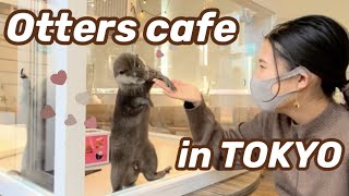 Otters and Hedgehogs Cafe☆ The most fun you will have at an animal cafe in Japan 【Japan vlog】 [upl. by Eissehc]